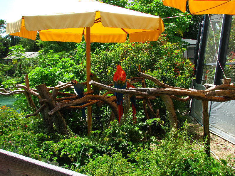Butterfly-World-Coconut-Creek-FL-146
