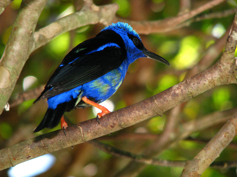 Butterfly-World-Coconut-Creek-FL-156