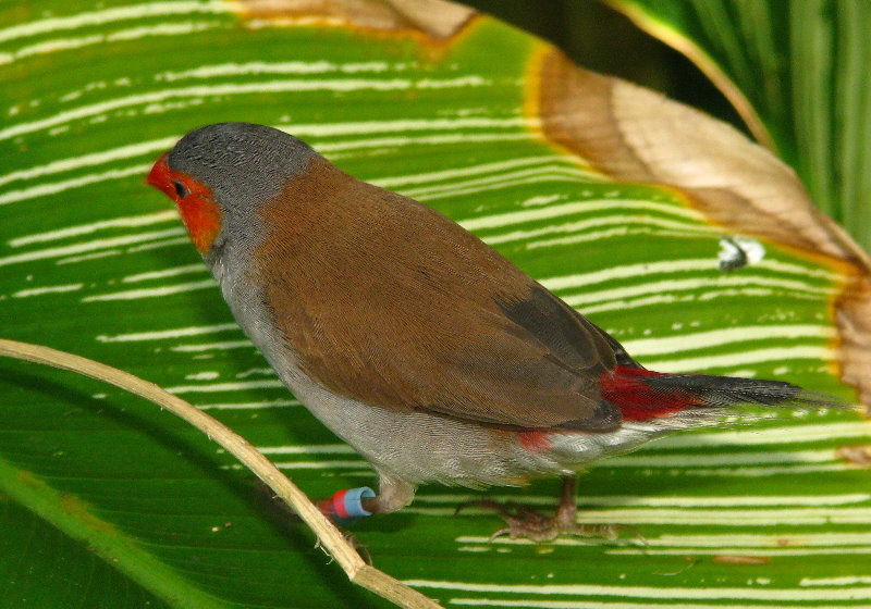 Butterfly-World-Coconut-Creek-FL-157