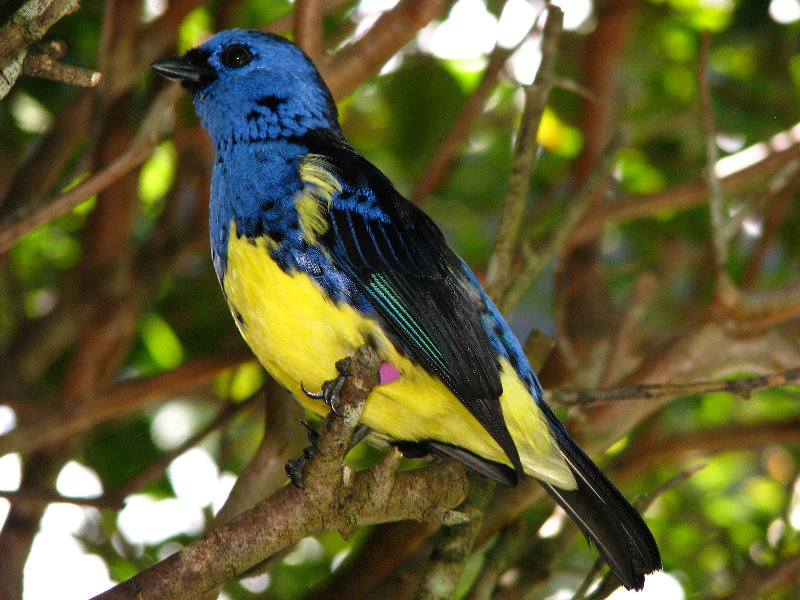 Butterfly-World-Coconut-Creek-FL-160