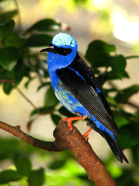 Butterfly-World-Coconut-Creek-FL-162