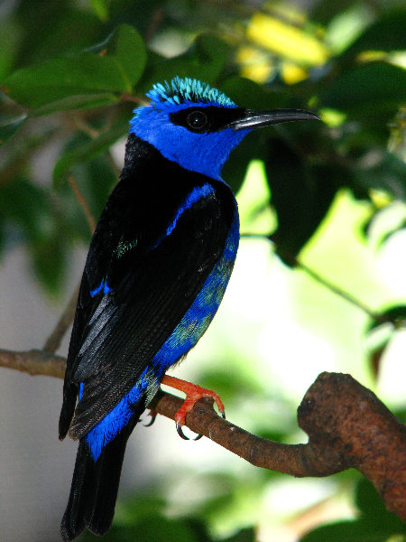 Butterfly-World-Coconut-Creek-FL-163