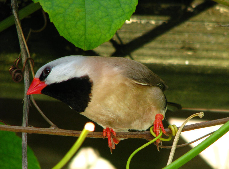 Butterfly-World-Coconut-Creek-FL-164