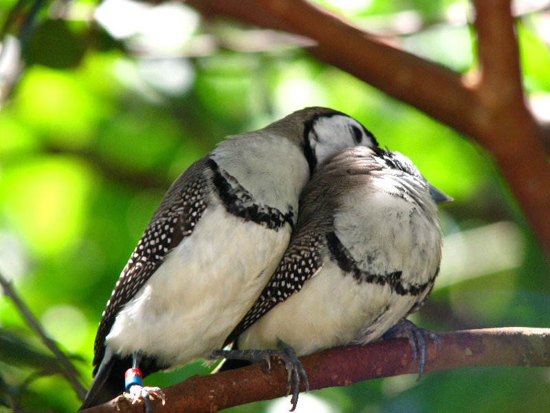 Butterfly-World-Coconut-Creek-FL-166