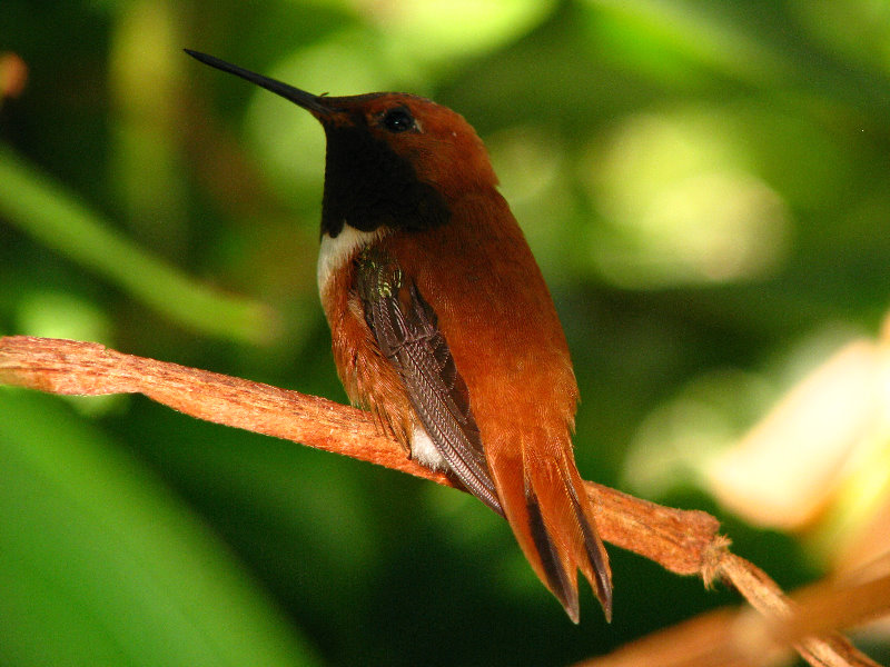 Butterfly-World-Coconut-Creek-FL-170