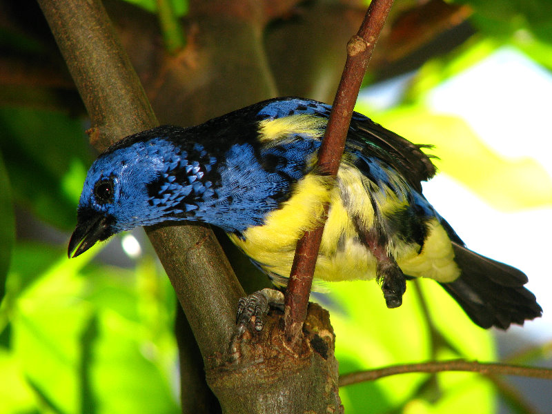 Butterfly-World-Coconut-Creek-FL-172
