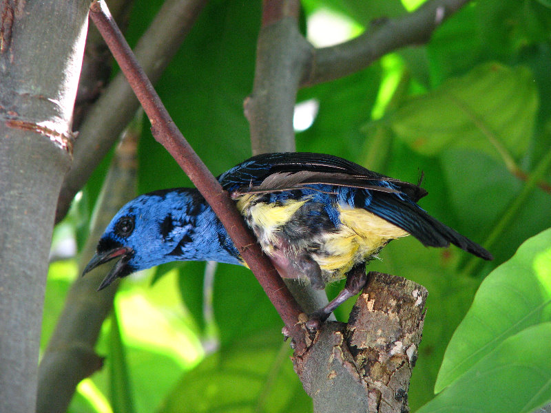 Butterfly-World-Coconut-Creek-FL-178