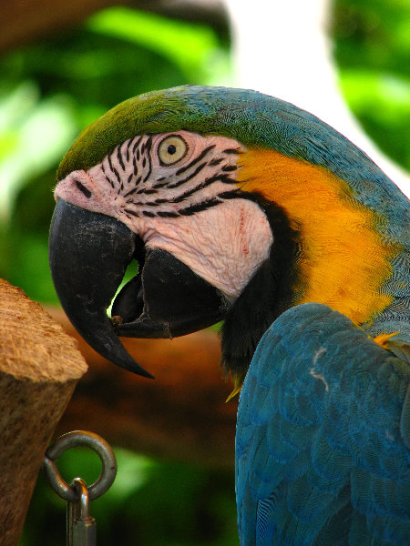 Butterfly-World-Coconut-Creek-FL-184