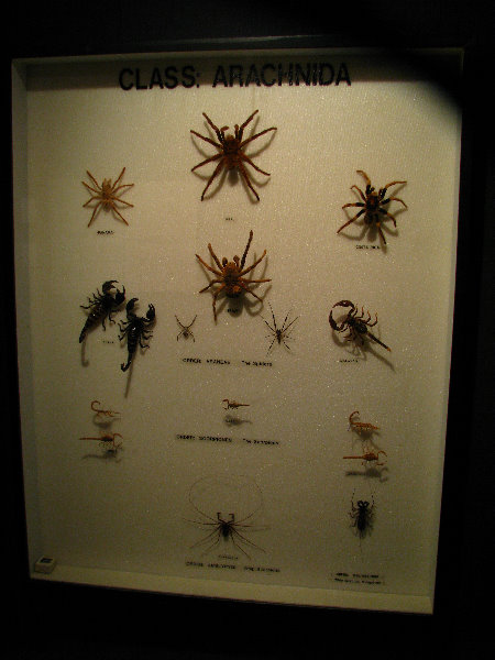 Butterfly-World-Coconut-Creek-FL-185