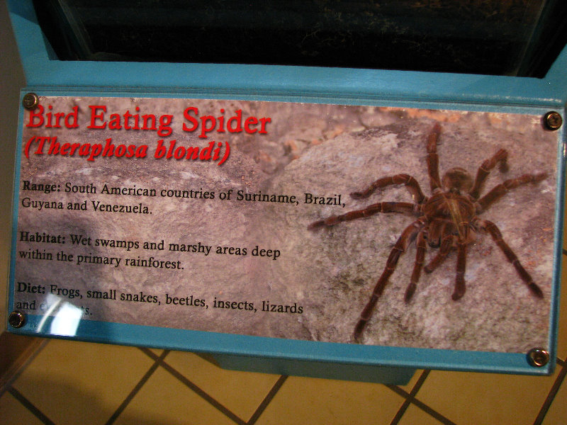 Butterfly-World-Coconut-Creek-FL-195