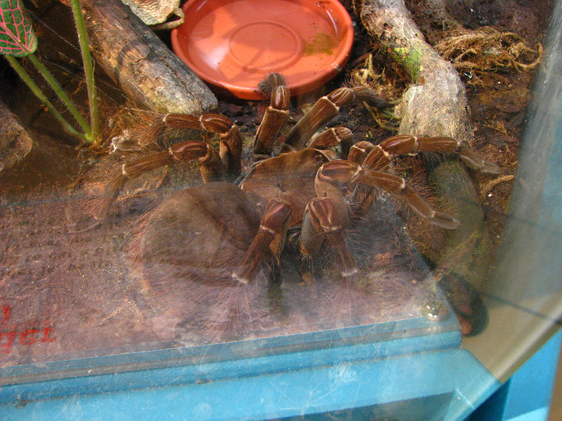 Butterfly-World-Coconut-Creek-FL-196