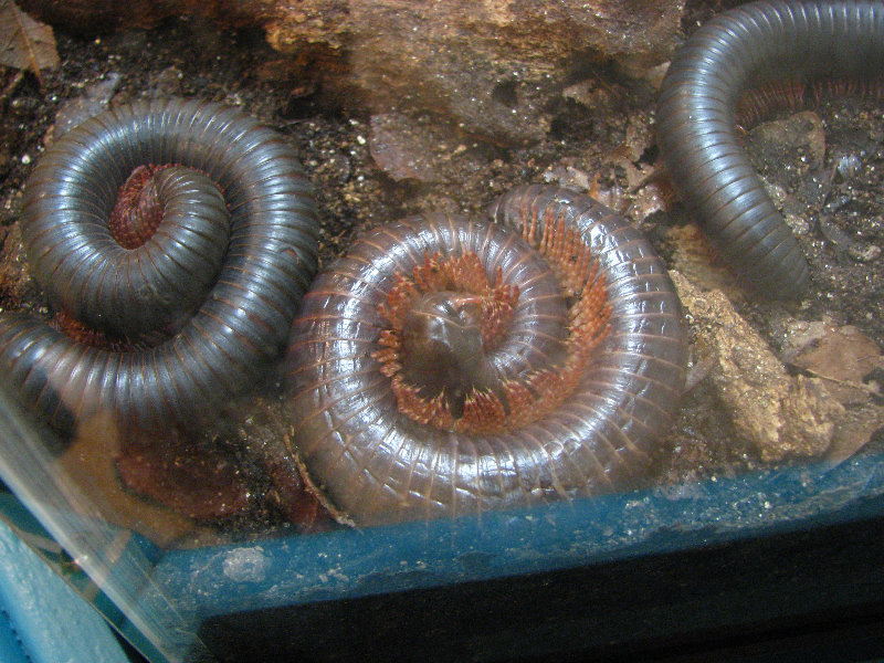 Butterfly-World-Coconut-Creek-FL-198