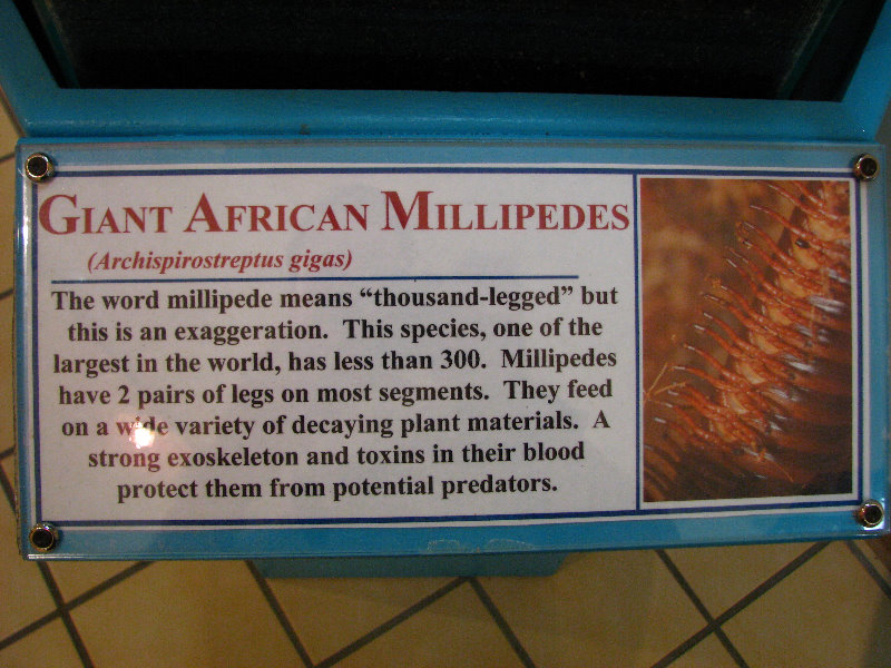 Butterfly-World-Coconut-Creek-FL-199