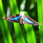 Butterfly World - Coconut Creek, FL