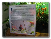 Butterfly-World-Coconut-Creek-FL-003