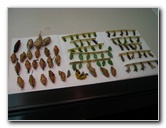 Butterfly-World-Coconut-Creek-FL-004