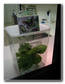 Butterfly-World-Coconut-Creek-FL-006