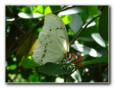 Butterfly-World-Coconut-Creek-FL-008