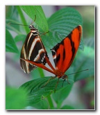Butterfly-World-Coconut-Creek-FL-009