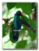 Butterfly-World-Coconut-Creek-FL-010