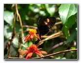 Butterfly-World-Coconut-Creek-FL-015