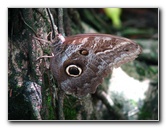 Butterfly-World-Coconut-Creek-FL-016