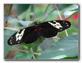 Butterfly-World-Coconut-Creek-FL-017
