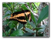 Butterfly-World-Coconut-Creek-FL-018