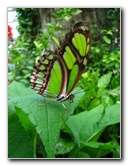 Butterfly-World-Coconut-Creek-FL-019