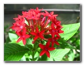 Butterfly-World-Coconut-Creek-FL-021