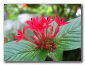 Butterfly-World-Coconut-Creek-FL-023