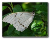 Butterfly-World-Coconut-Creek-FL-024