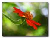 Butterfly-World-Coconut-Creek-FL-028
