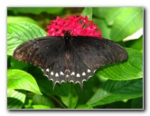 Butterfly-World-Coconut-Creek-FL-032