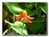 Butterfly-World-Coconut-Creek-FL-033