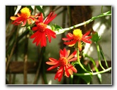 Butterfly-World-Coconut-Creek-FL-034
