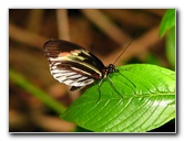 Butterfly-World-Coconut-Creek-FL-035