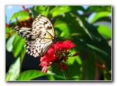 Butterfly-World-Coconut-Creek-FL-036