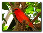 Butterfly-World-Coconut-Creek-FL-037