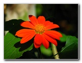 Butterfly-World-Coconut-Creek-FL-038