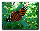 Butterfly-World-Coconut-Creek-FL-040