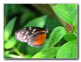 Butterfly-World-Coconut-Creek-FL-041