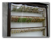 Butterfly-World-Coconut-Creek-FL-042