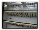 Butterfly-World-Coconut-Creek-FL-045