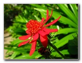 Butterfly-World-Coconut-Creek-FL-048