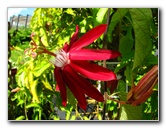 Butterfly-World-Coconut-Creek-FL-049