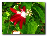 Butterfly-World-Coconut-Creek-FL-050