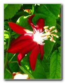 Butterfly-World-Coconut-Creek-FL-051