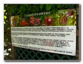 Butterfly-World-Coconut-Creek-FL-052