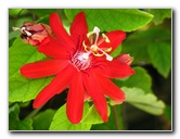 Butterfly-World-Coconut-Creek-FL-053